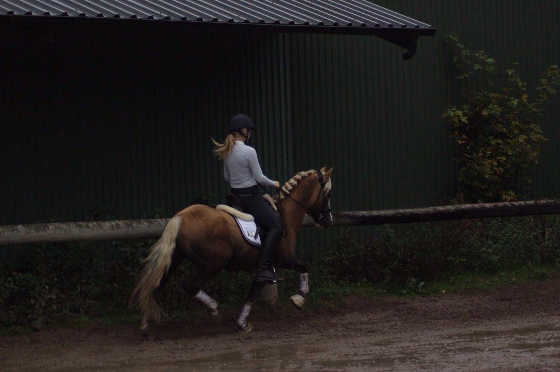 Welsh Cob (sec D) Llanidan Sbarc billede 5