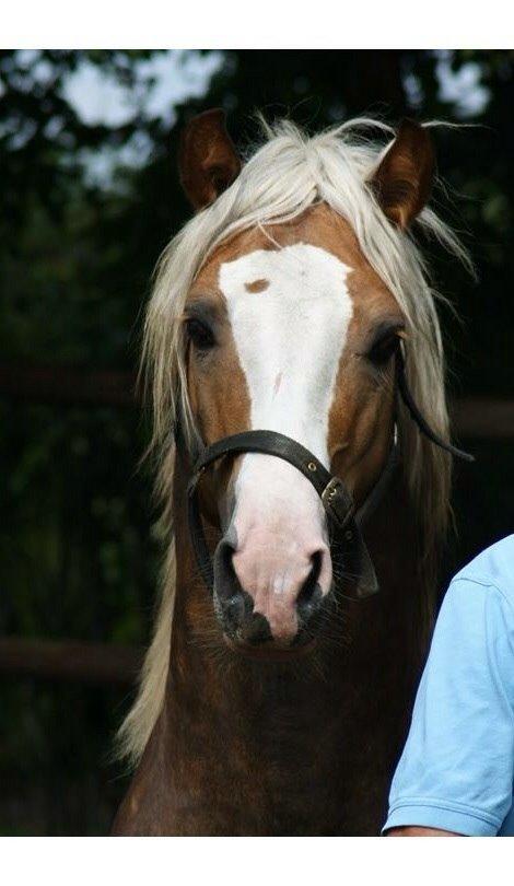 Welsh Cob (sec D) Llanidan Sbarc billede 8