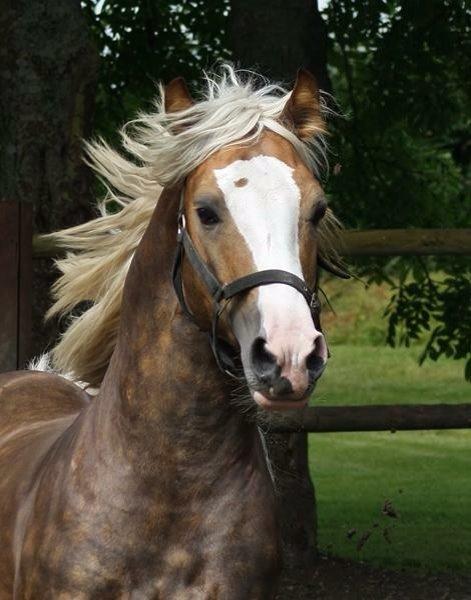 Welsh Cob (sec D) Llanidan Sbarc billede 9