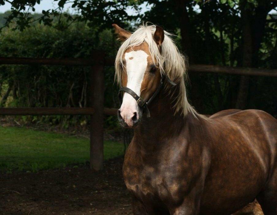 Welsh Cob (sec D) Llanidan Sbarc billede 7