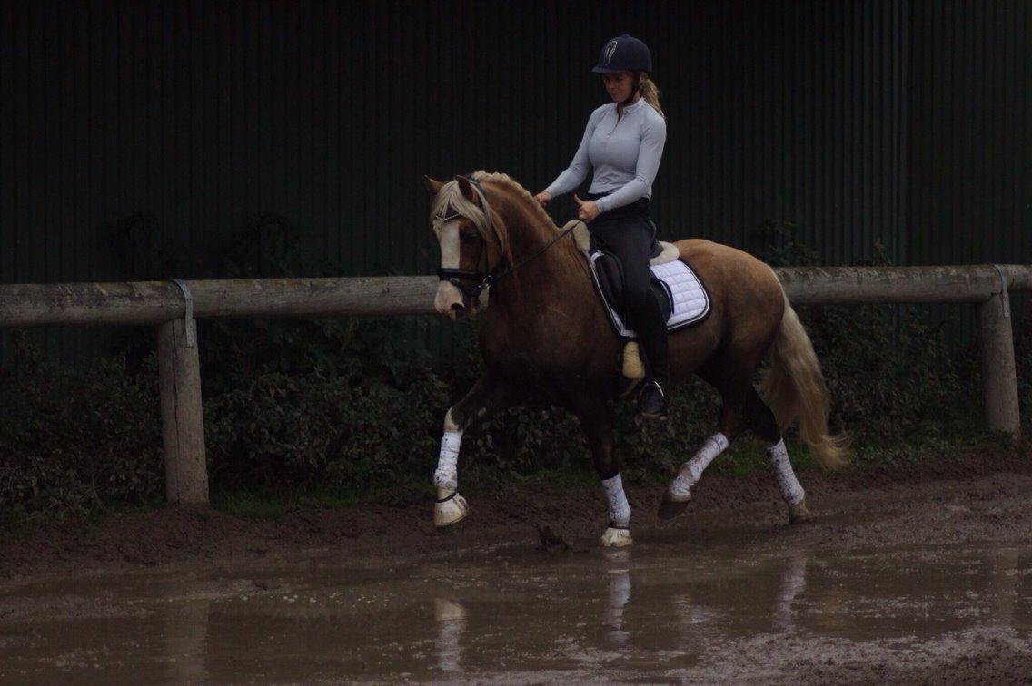 Welsh Cob (sec D) Llanidan Sbarc billede 11