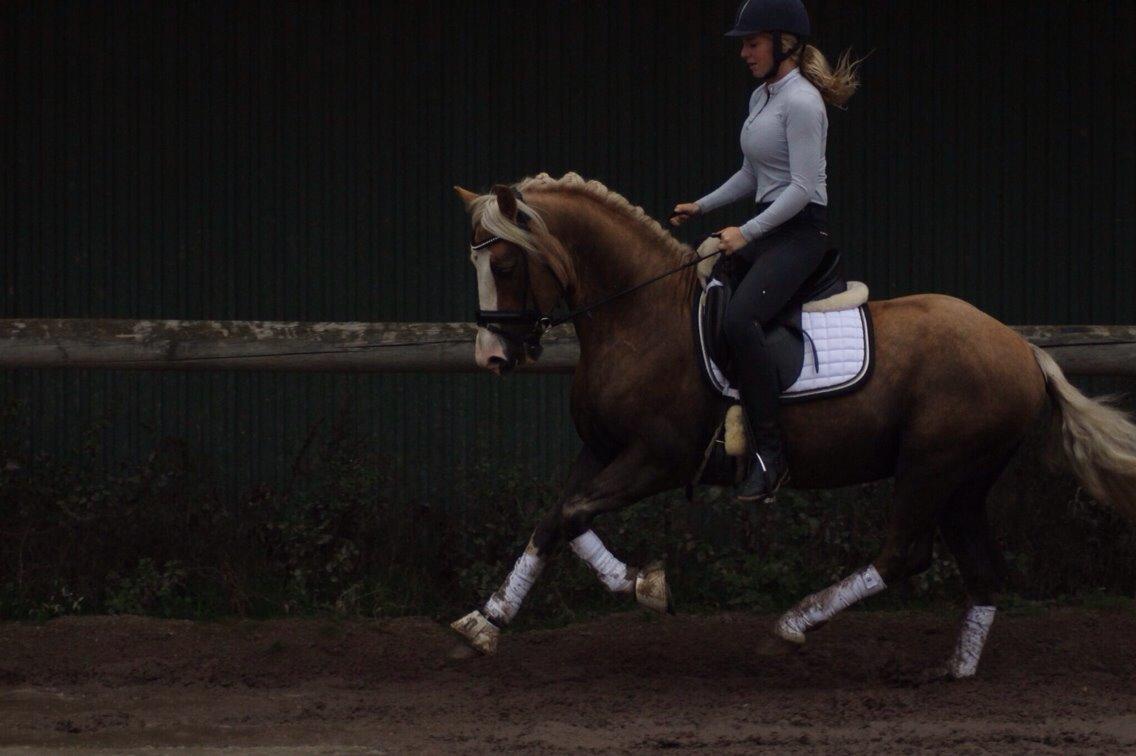 Welsh Cob (sec D) Llanidan Sbarc billede 10
