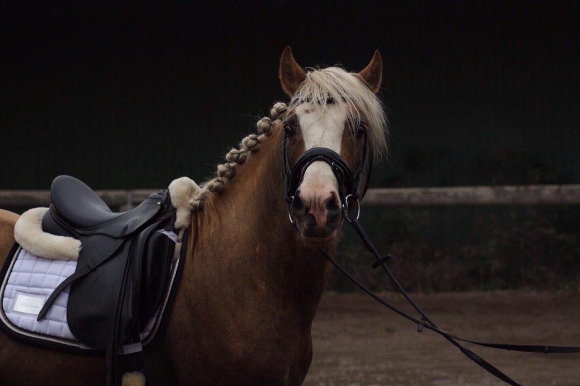 Welsh Cob (sec D) Llanidan Sbarc billede 12