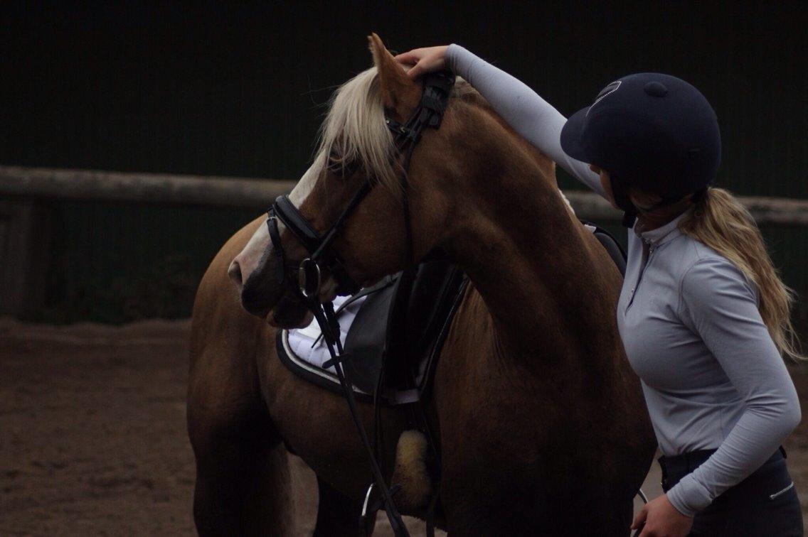 Welsh Cob (sec D) Llanidan Sbarc billede 13