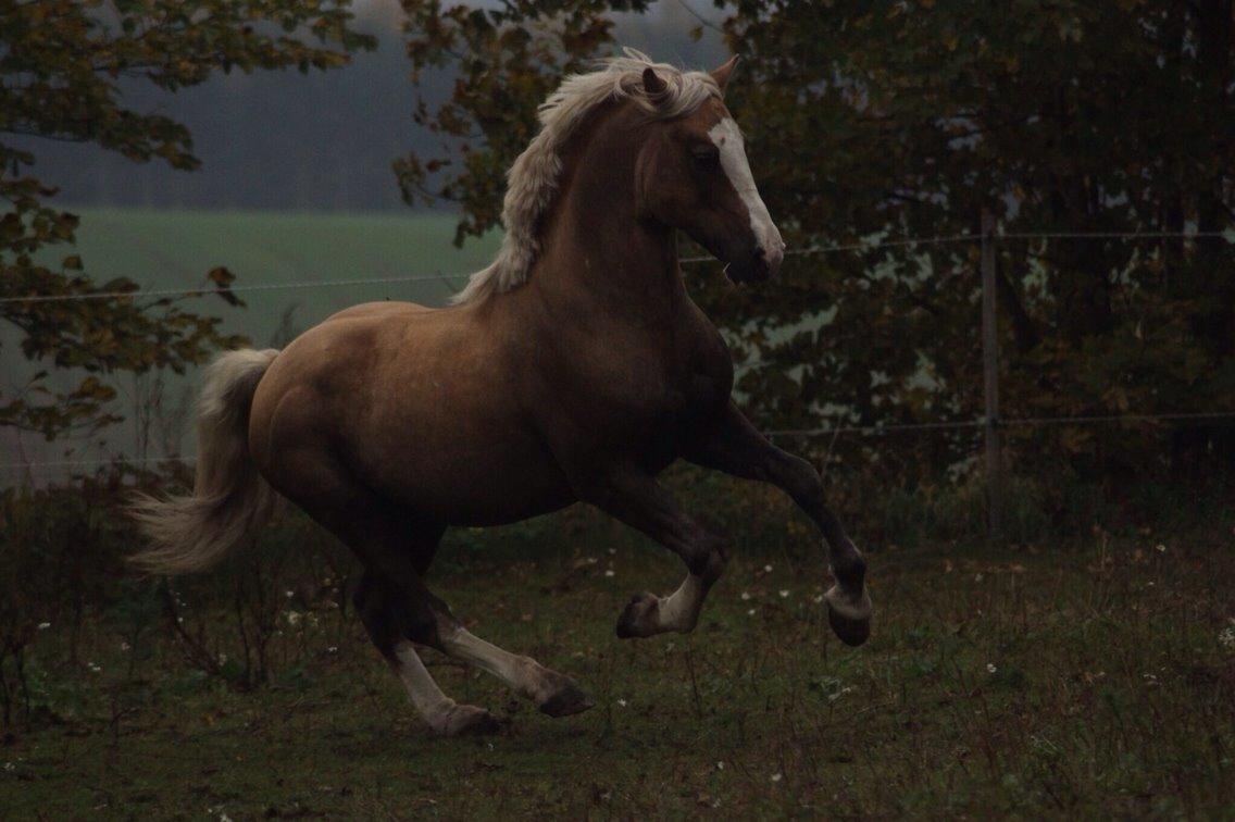 Welsh Cob (sec D) Llanidan Sbarc billede 14