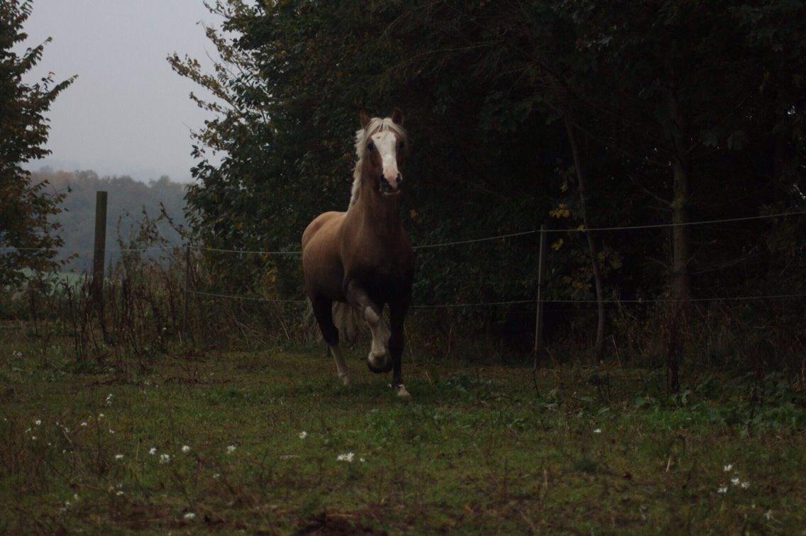 Welsh Cob (sec D) Llanidan Sbarc billede 15