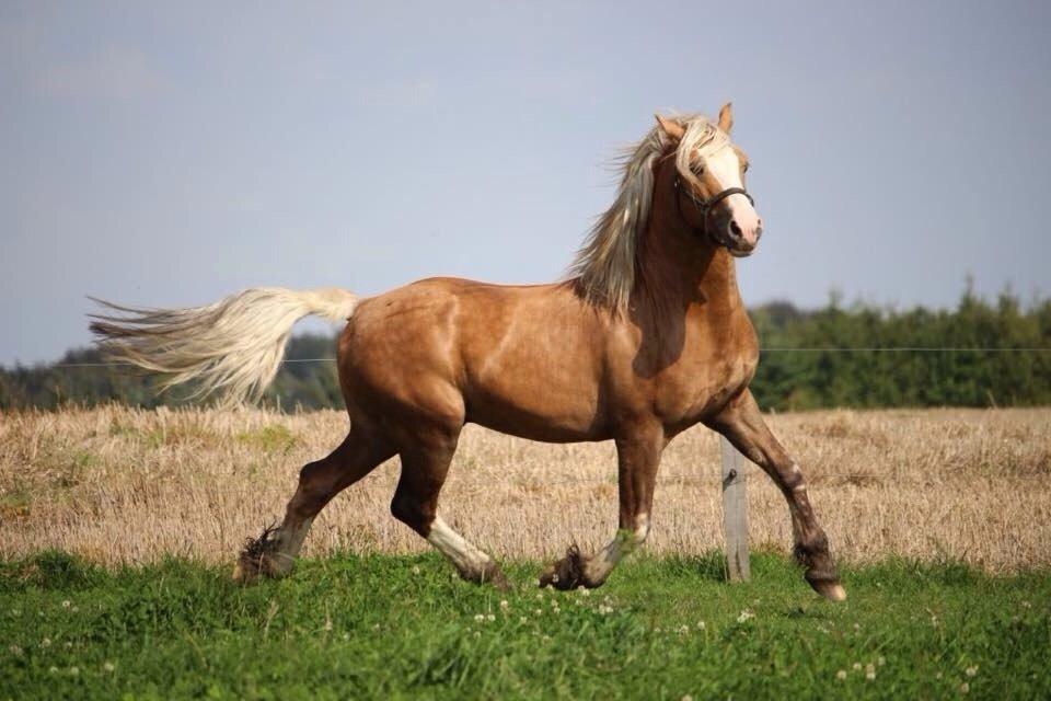 Welsh Cob (sec D) Llanidan Sbarc billede 16