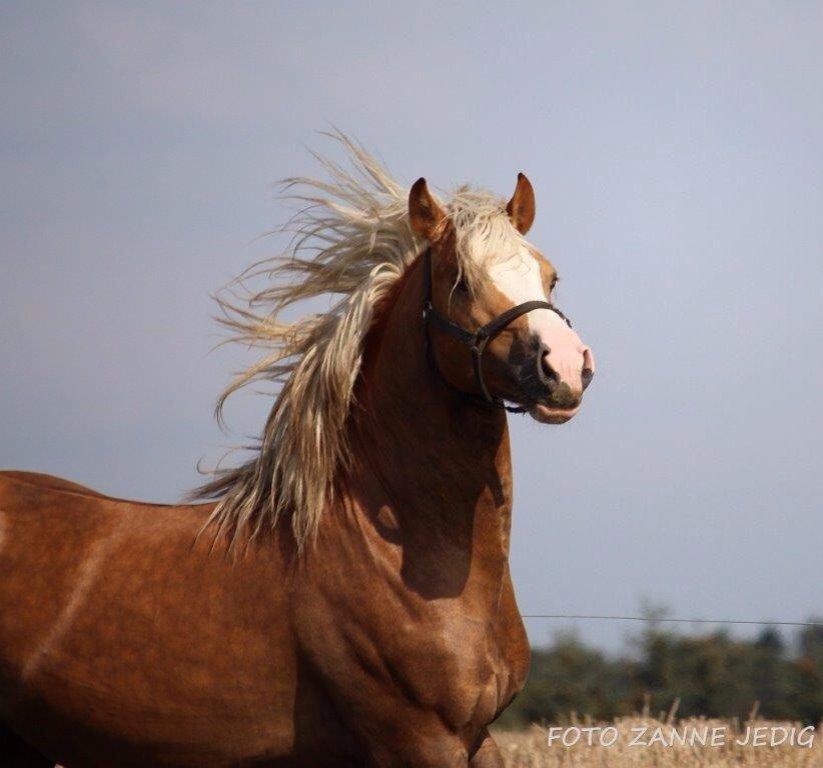 Welsh Cob (sec D) Llanidan Sbarc billede 17