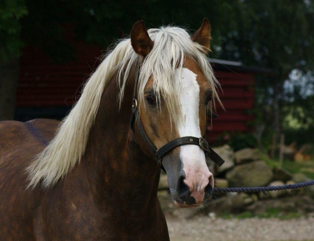 Welsh Cob (sec D) Llanidan Sbarc billede 19