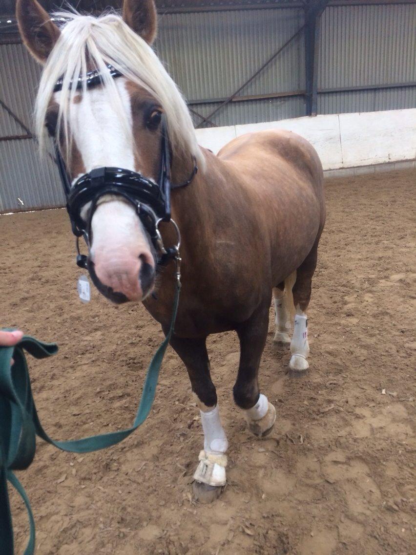 Welsh Cob (sec D) Llanidan Sbarc billede 18