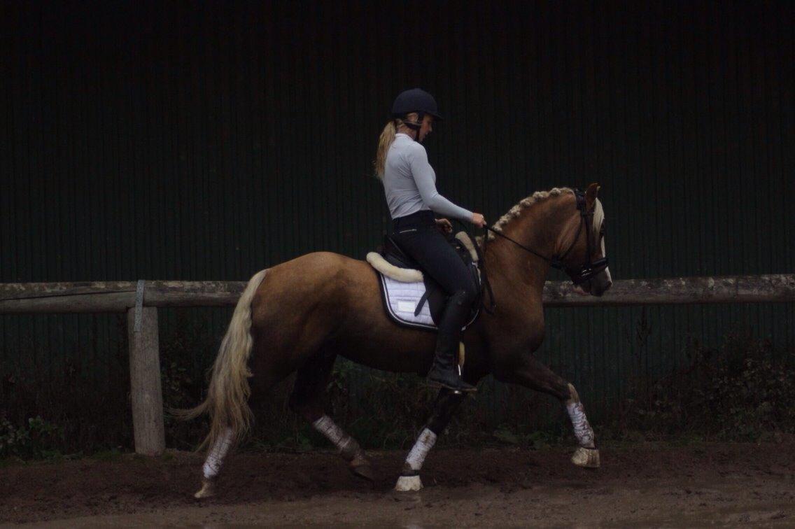 Welsh Cob (sec D) Llanidan Sbarc billede 21