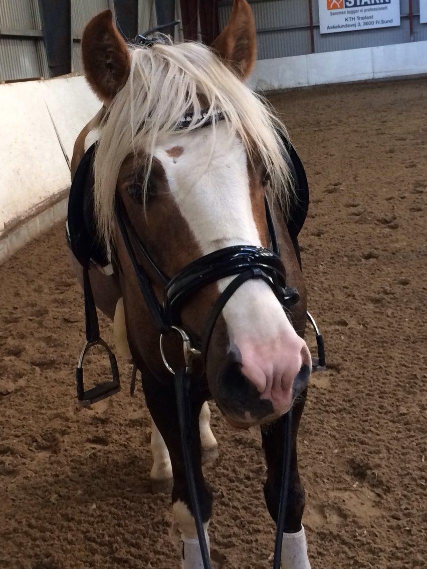 Welsh Cob (sec D) Llanidan Sbarc billede 20