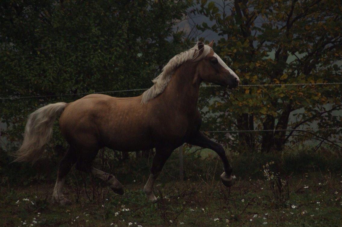 Welsh Cob (sec D) Llanidan Sbarc billede 23