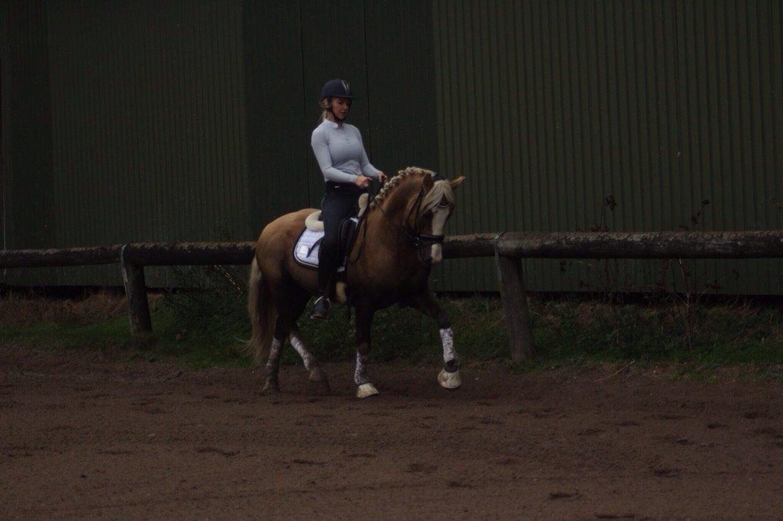 Welsh Cob (sec D) Llanidan Sbarc billede 22