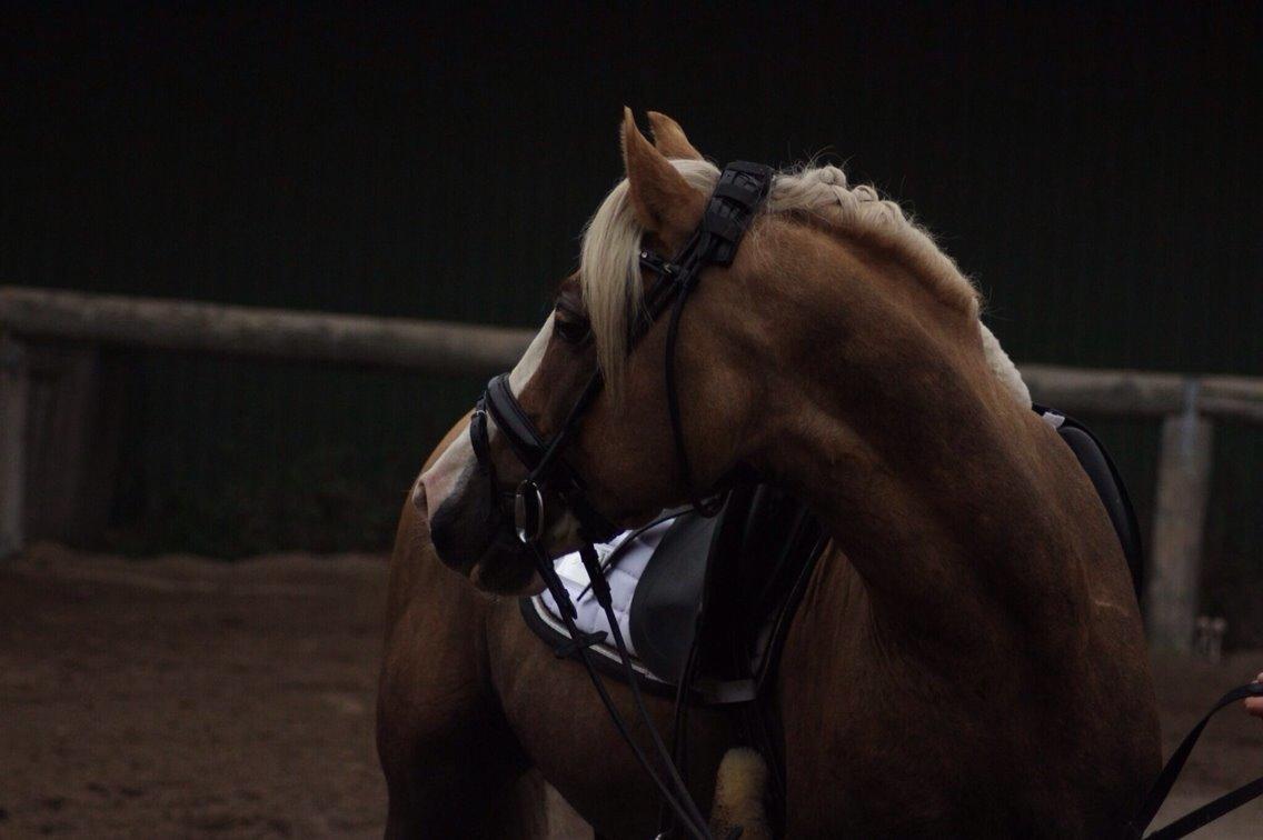 Welsh Cob (sec D) Llanidan Sbarc billede 25