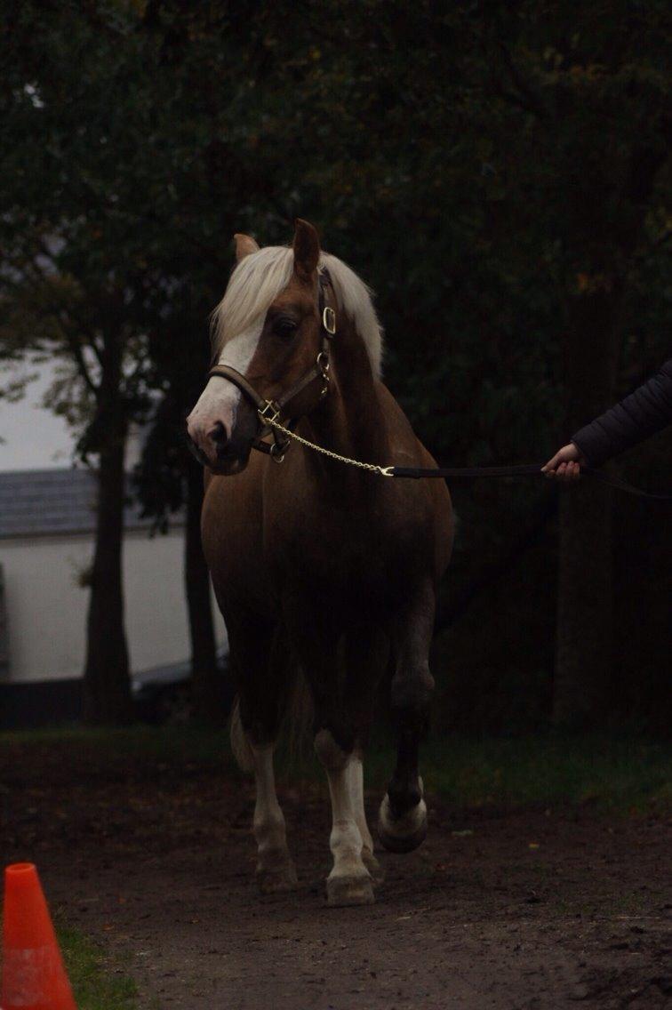 Welsh Cob (sec D) Llanidan Sbarc billede 24