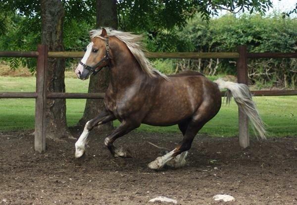 Welsh Cob (sec D) Llanidan Sbarc billede 27
