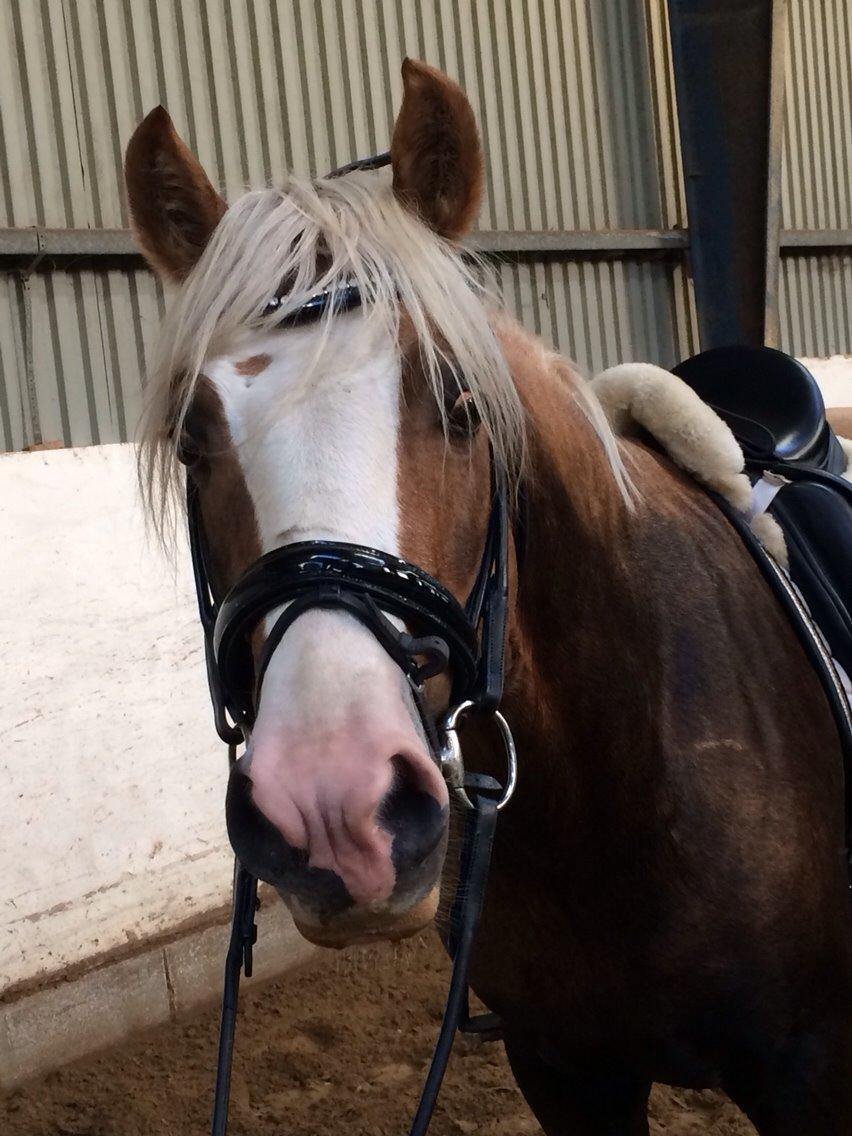 Welsh Cob (sec D) Llanidan Sbarc billede 26