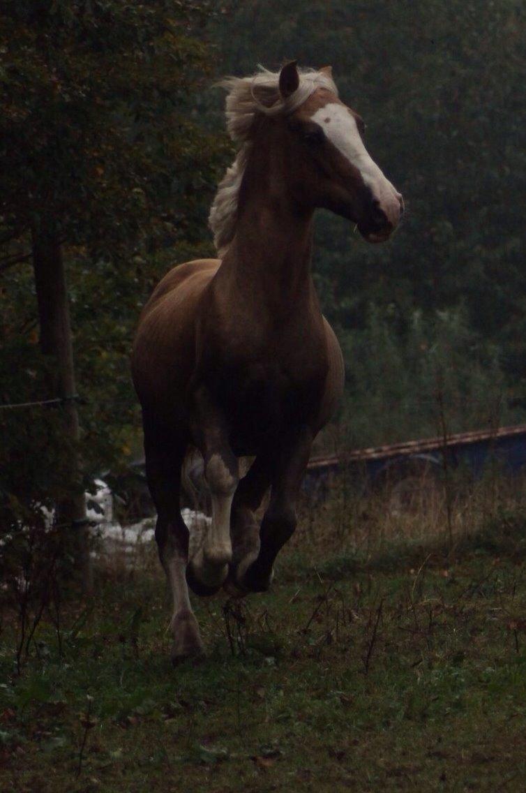 Welsh Cob (sec D) Llanidan Sbarc billede 28