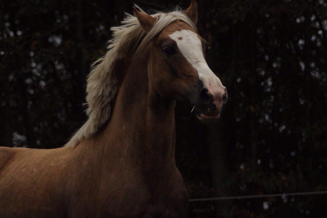 Welsh Cob (sec D) Llanidan Sbarc billede 29