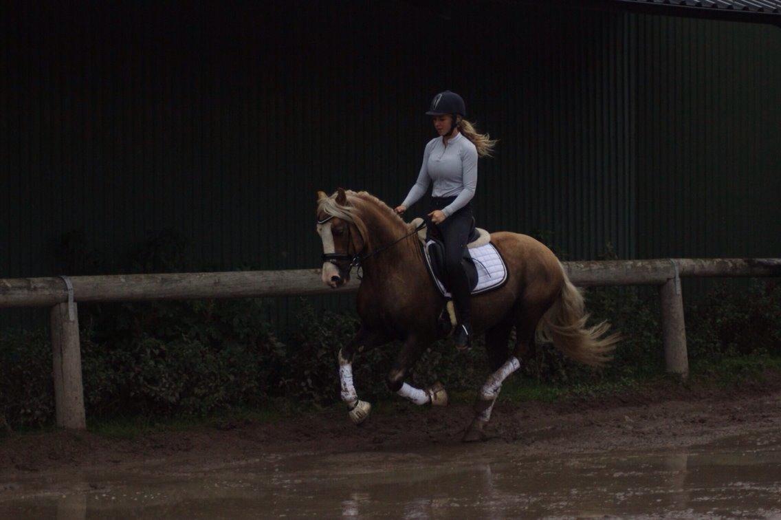 Welsh Cob (sec D) Llanidan Sbarc billede 30