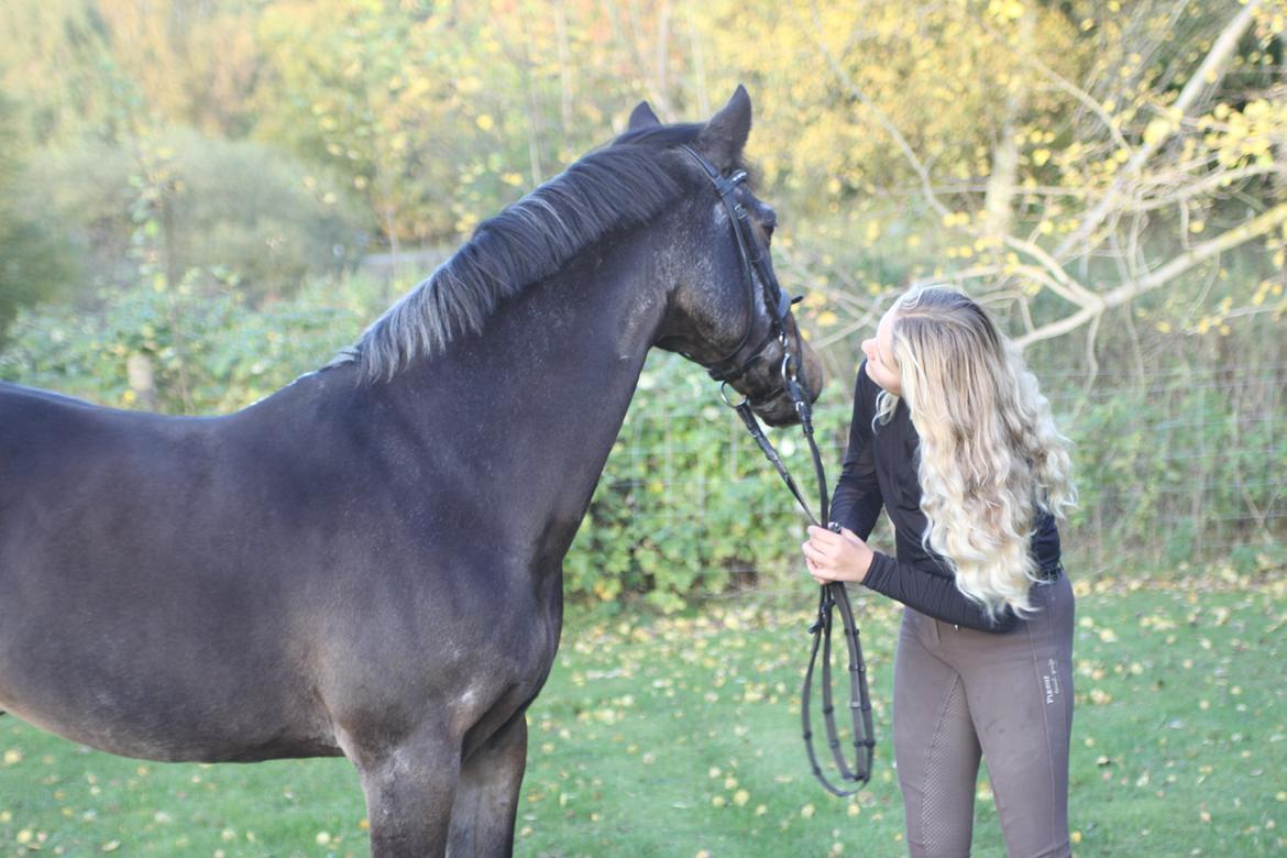 Tysk Sportspony Vämpy billede 3