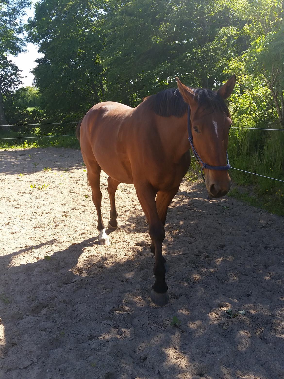 Anden særlig race Sofus billede 2