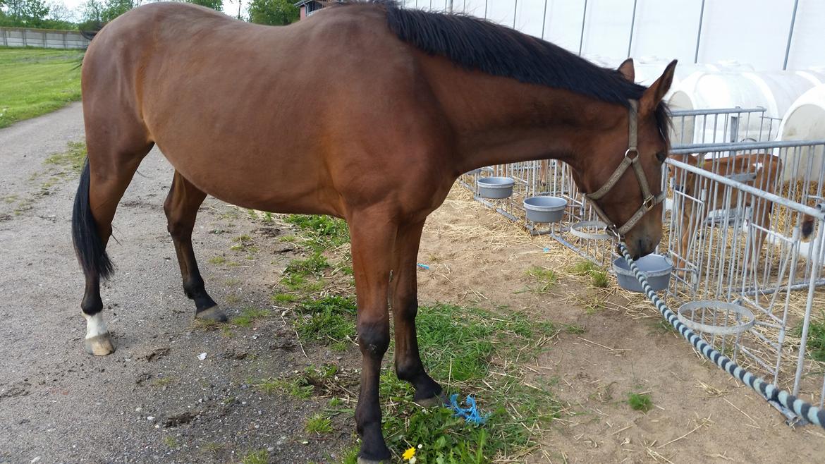 Anden særlig race Sofus billede 15