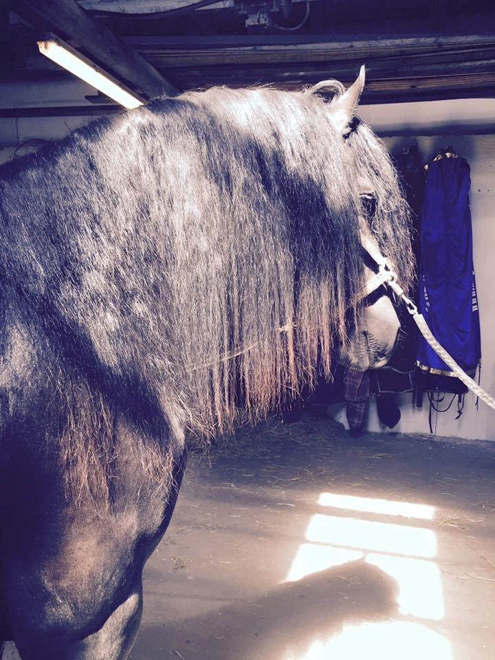 Frieser Nammen Fan'e Vesta Hoeve *SPORT* billede 3