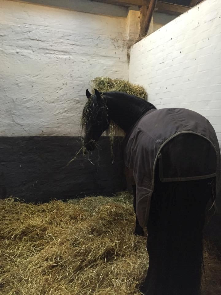 Frieser Nammen Fan'e Vesta Hoeve *SPORT* billede 6