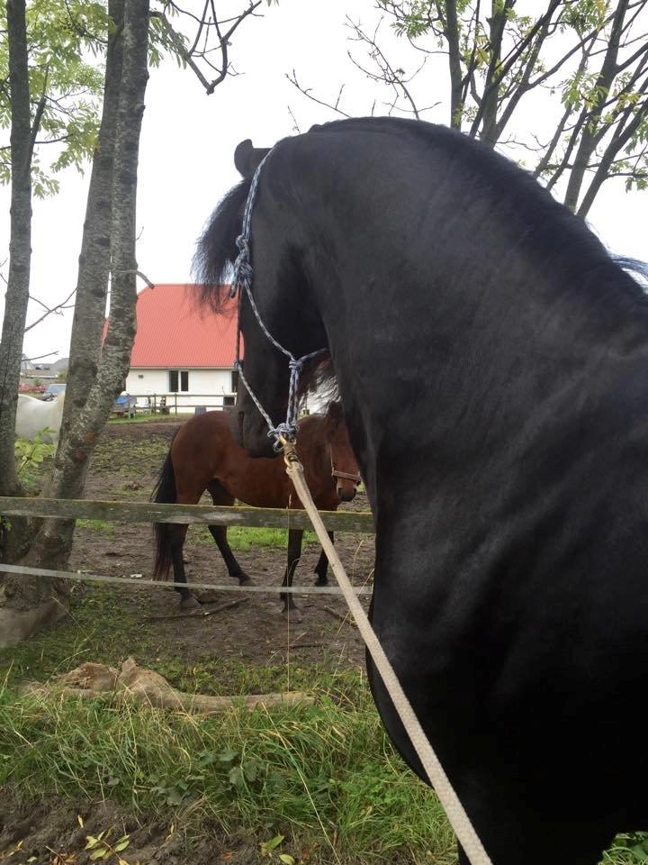 Frieser Nammen Fan'e Vesta Hoeve *SPORT* billede 13