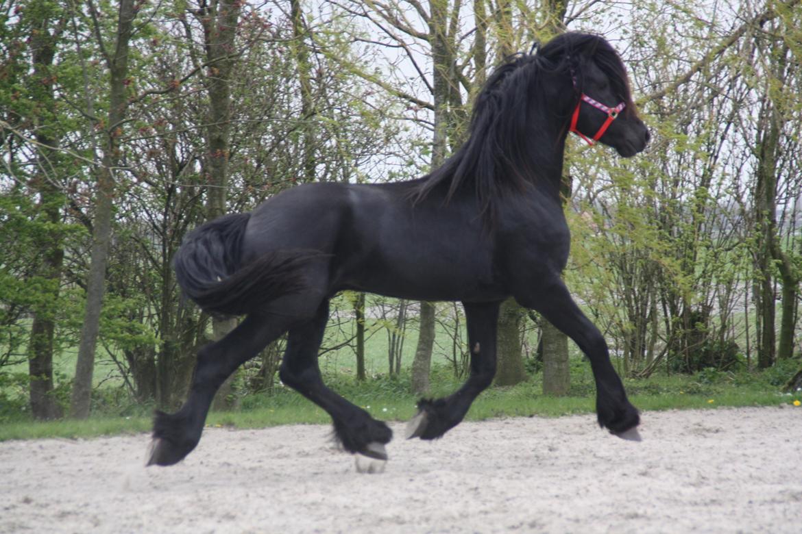 Frieser Nammen Fan'e Vesta Hoeve *SPORT* billede 1