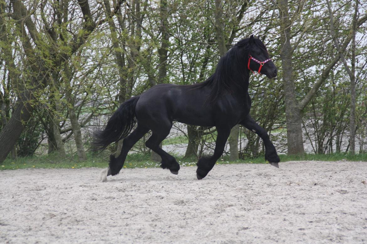 Frieser Nammen Fan'e Vesta Hoeve *SPORT* billede 14