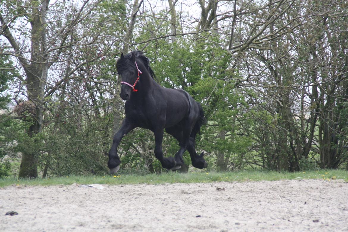 Frieser Nammen Fan'e Vesta Hoeve *SPORT* billede 16