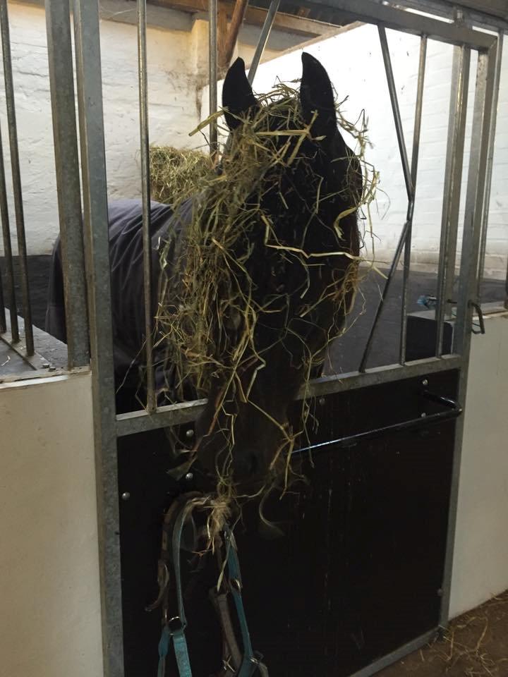 Frieser Nammen Fan'e Vesta Hoeve *SPORT* billede 10