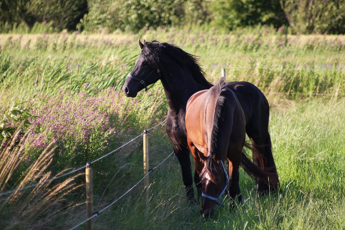 Frieser Nammen Fan'e Vesta Hoeve *SPORT* billede 21