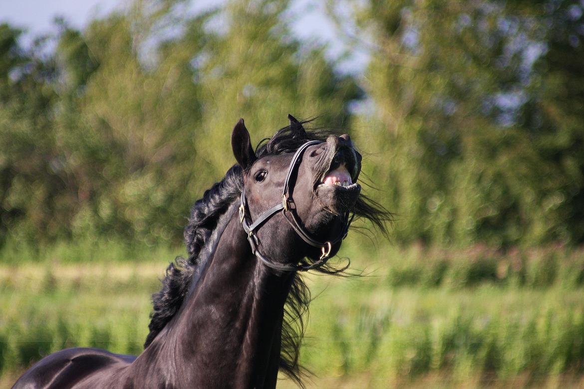 Frieser Nammen Fan'e Vesta Hoeve *SPORT* billede 22