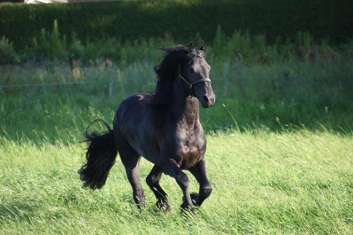 Frieser Nammen Fan'e Vesta Hoeve *SPORT* billede 24