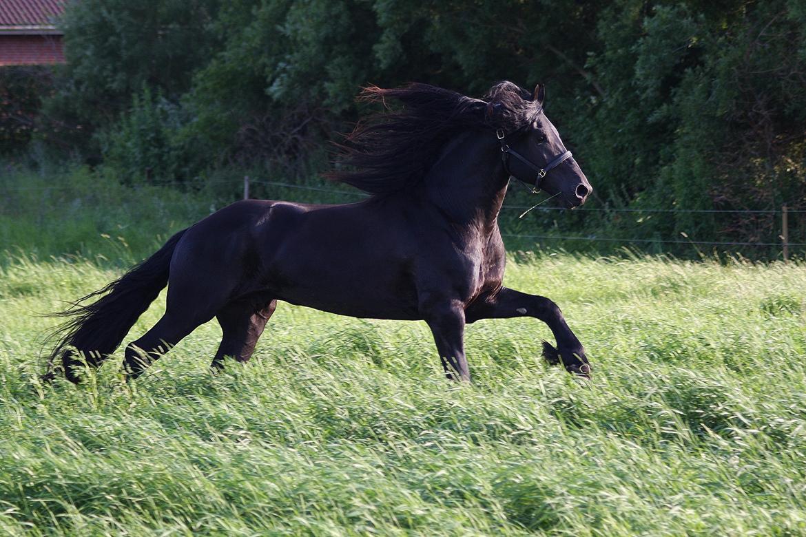 Frieser Nammen Fan'e Vesta Hoeve *SPORT* billede 18