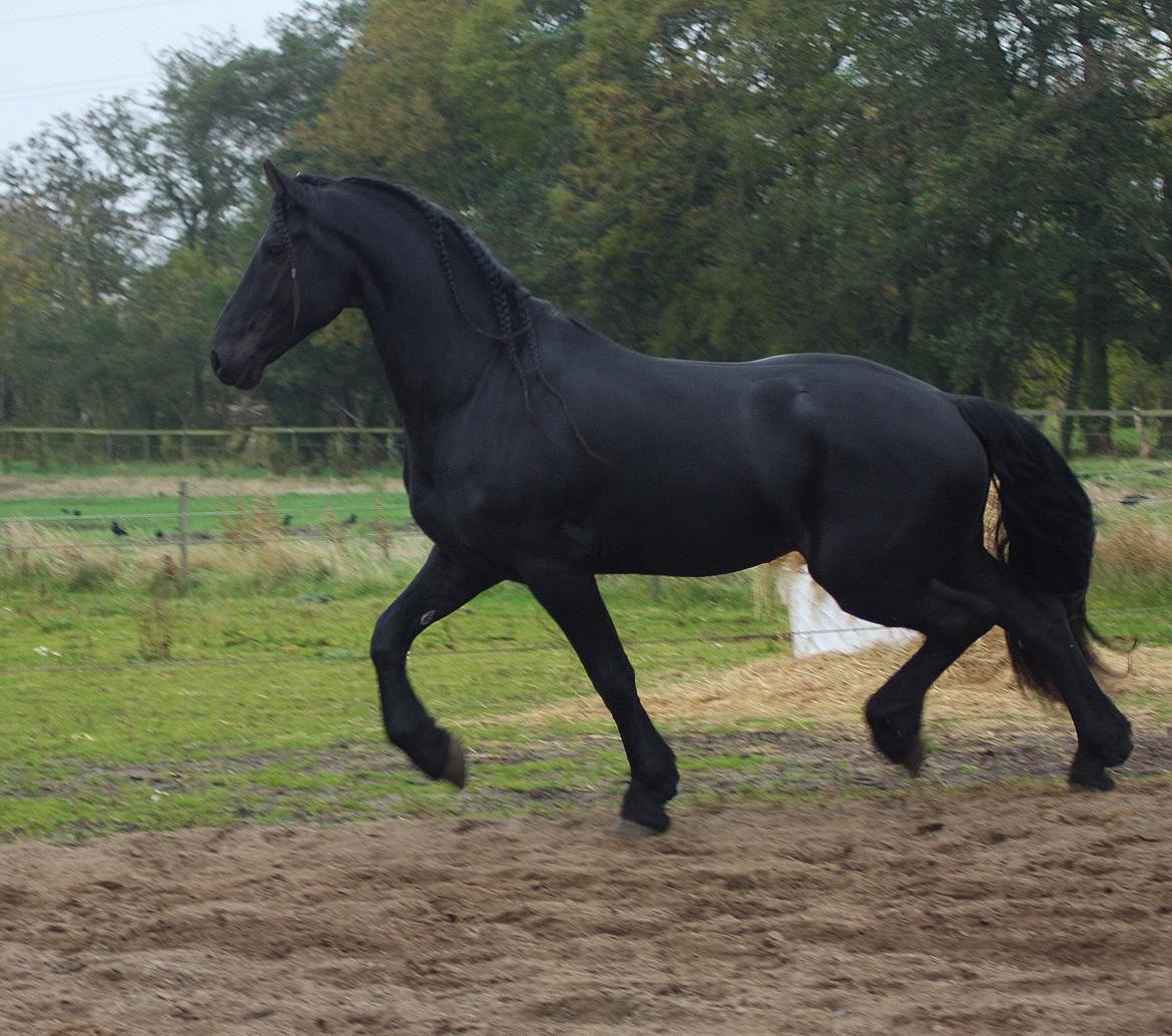 Frieser Nammen Fan'e Vesta Hoeve *SPORT* billede 25