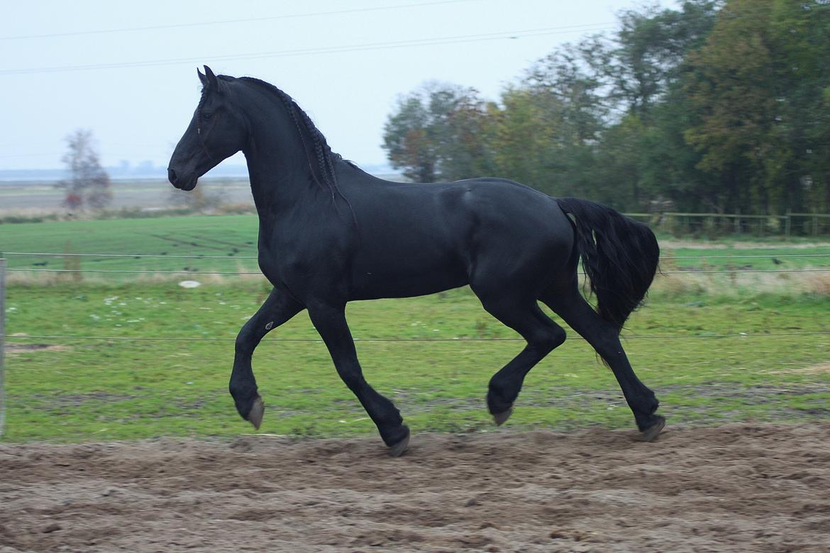 Frieser Nammen Fan'e Vesta Hoeve *SPORT* billede 26