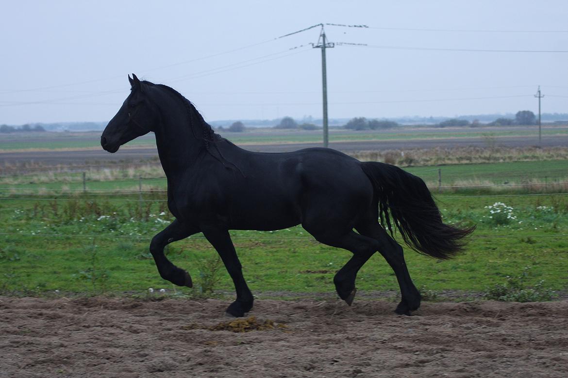 Frieser Nammen Fan'e Vesta Hoeve *SPORT* billede 27