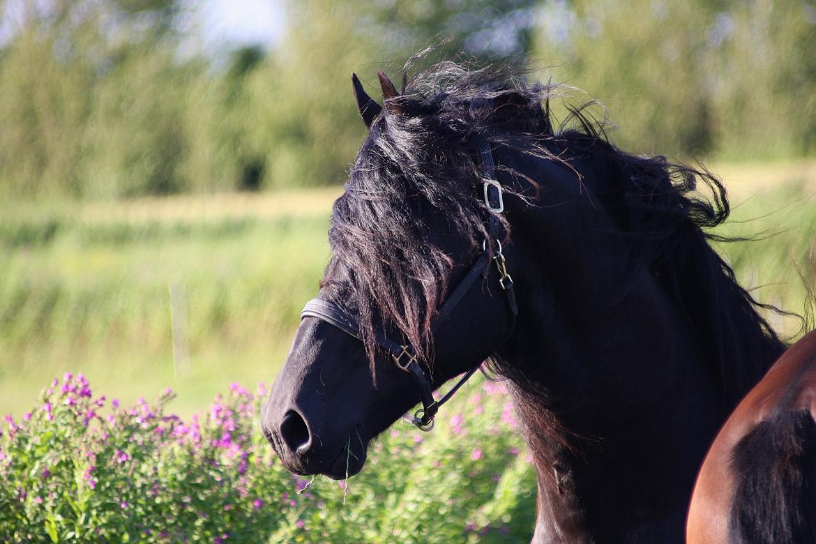 Frieser Nammen Fan'e Vesta Hoeve *SPORT* billede 19