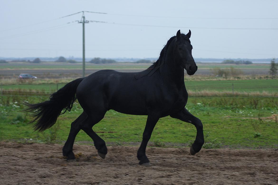 Frieser Nammen Fan'e Vesta Hoeve *SPORT* billede 28