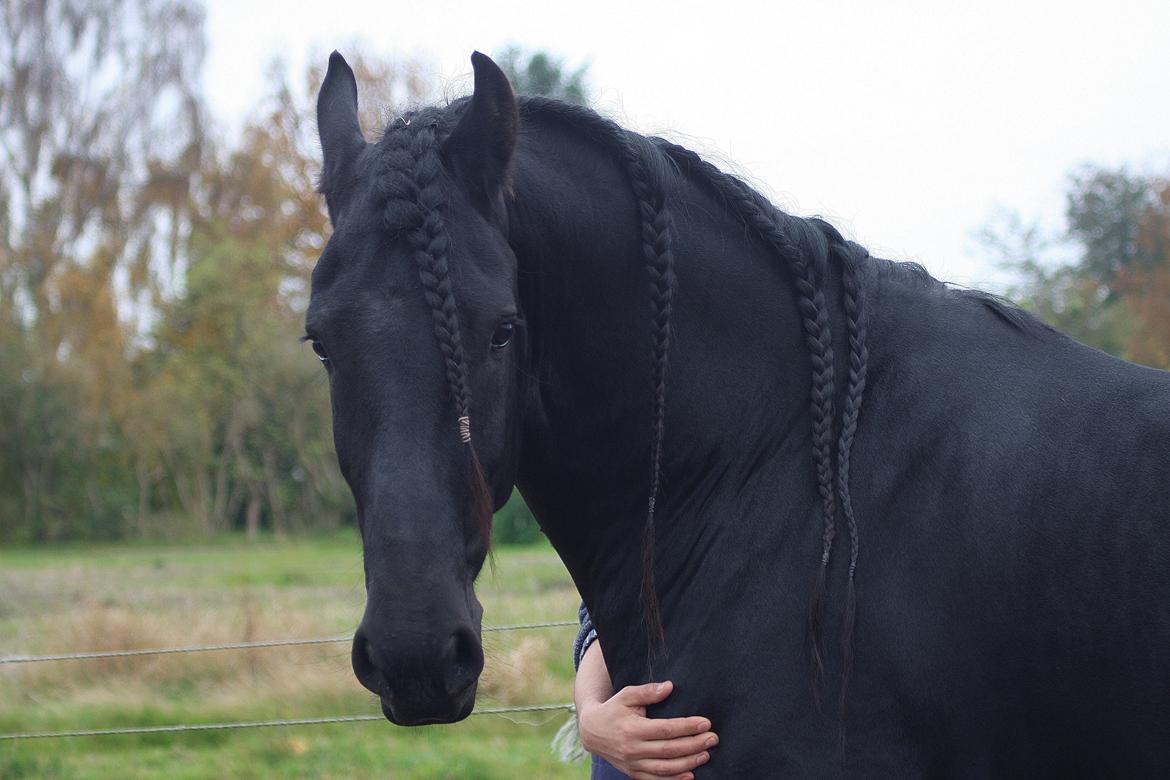 Frieser Nammen Fan'e Vesta Hoeve *SPORT* billede 29