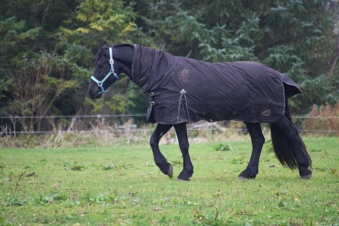 Frieser Nammen Fan'e Vesta Hoeve *SPORT* billede 30