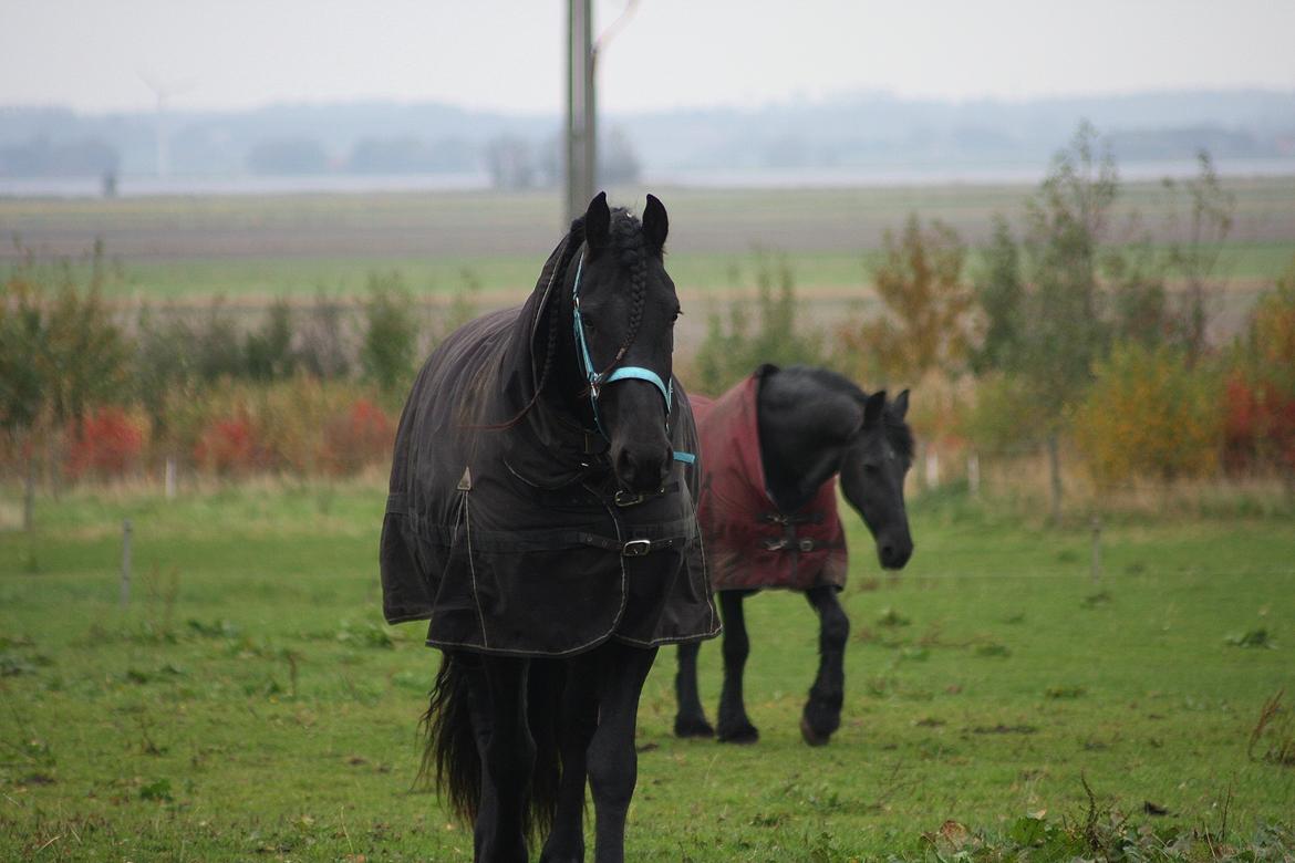 Frieser Nammen Fan'e Vesta Hoeve *SPORT* billede 31