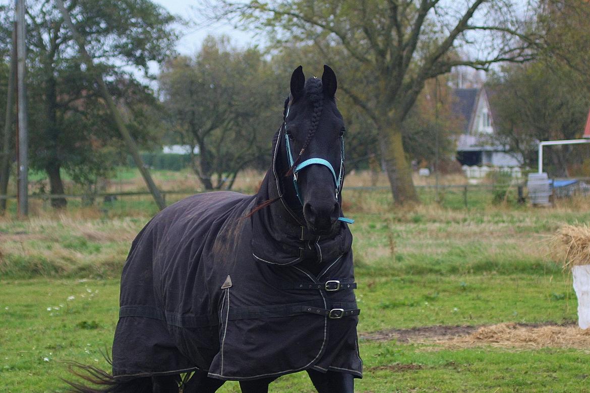 Frieser Nammen Fan'e Vesta Hoeve *SPORT* billede 32