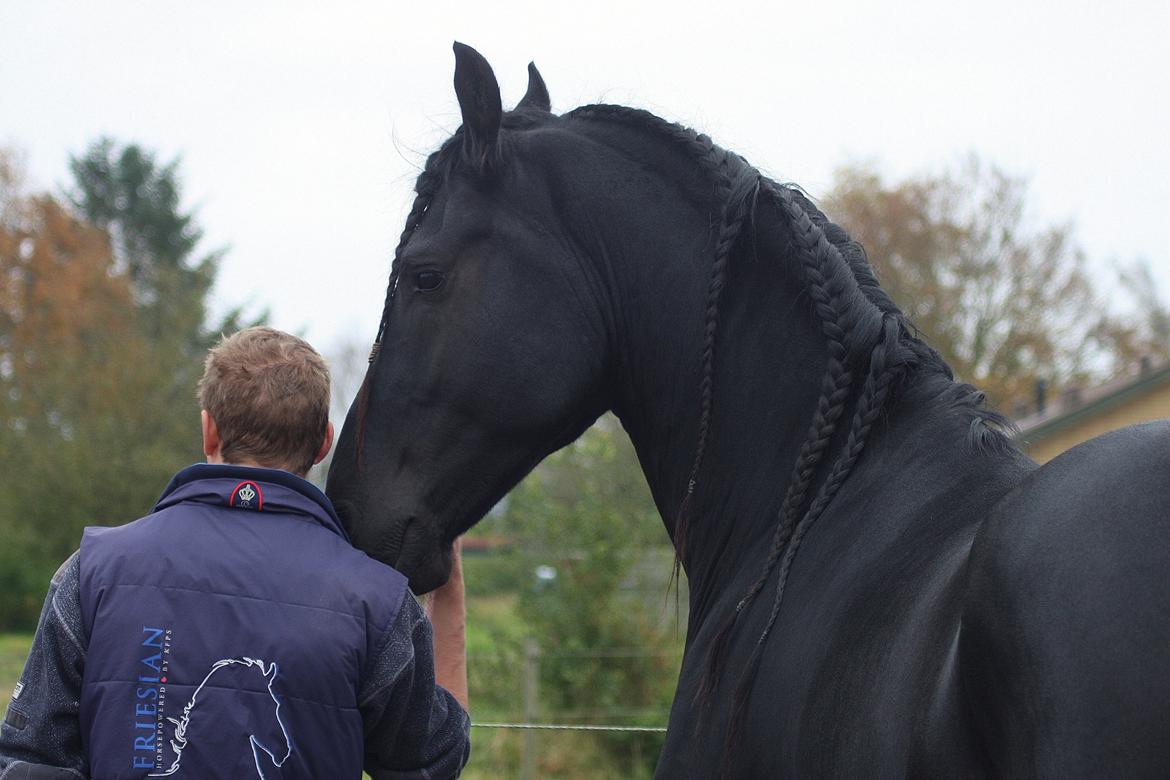 Frieser Nammen Fan'e Vesta Hoeve *SPORT* billede 8