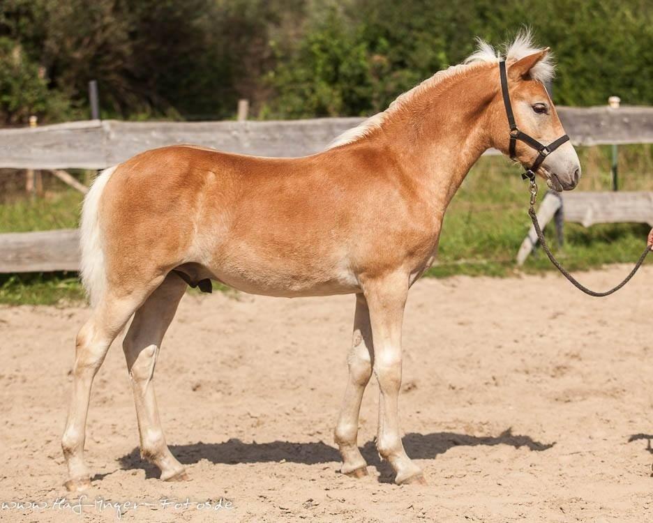 Haflinger Amarino von den Alleegärten - Smukke lille baby-mand billede 2